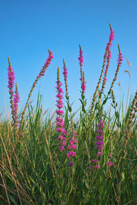 Close-up of pink flowering plants on field against sky