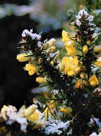 Close-up of yellow flowering plant