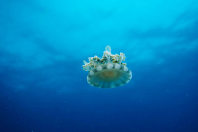 Close-up of jellyfish swimming in sea