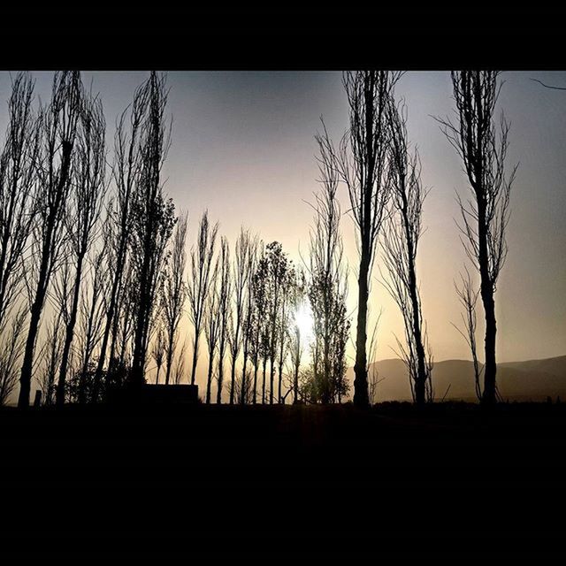 silhouette, transfer print, bare tree, tree, clear sky, sunset, tranquility, auto post production filter, tranquil scene, branch, sky, nature, scenics, tree trunk, beauty in nature, landscape, sun, sunlight, copy space, dark