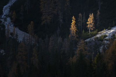 Pine trees in forest during winter