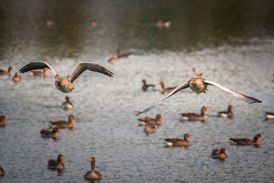 Birds flying over lake