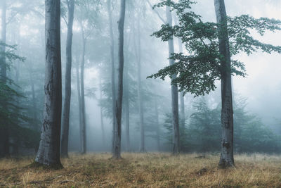 Trees in forest