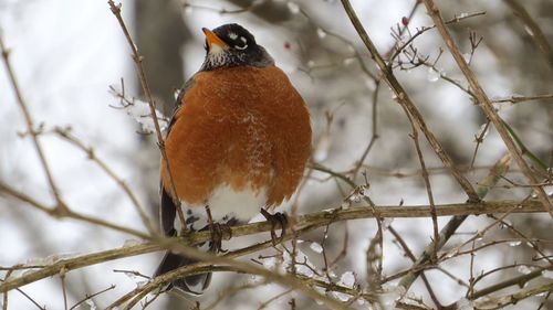 Close-up of bird perching on branch