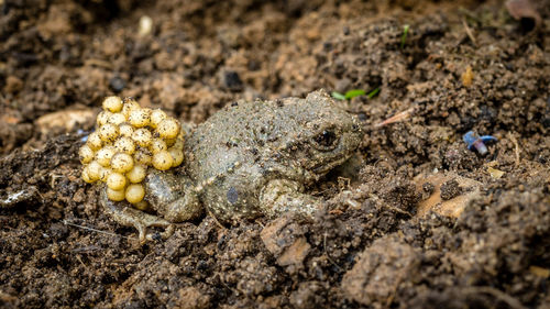 Close-up of crab on field