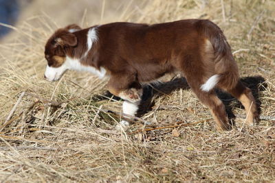 Side view of a dog on field