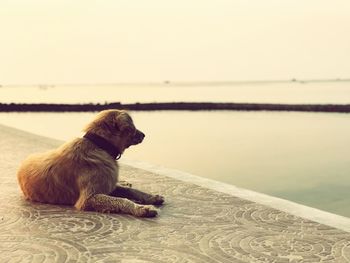 Dog sitting on a sea