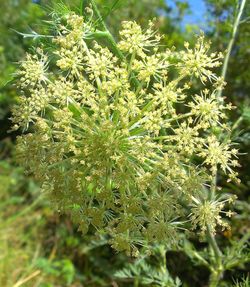 Close-up of plant