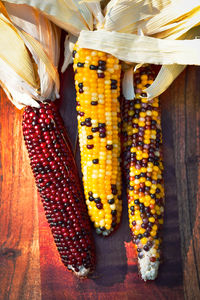 Small ears of multicolored decorative autumn flint corn also often called indian corn