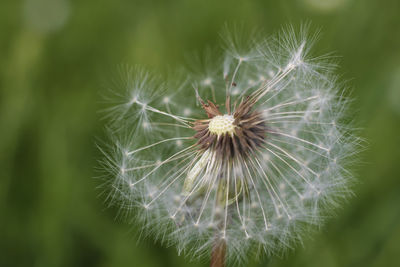 Close-up of dandelion on plant