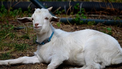 Portrait of sheep sitting on field