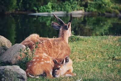 Deer relaxing on field