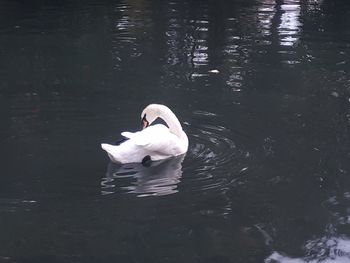 Swan floating on lake