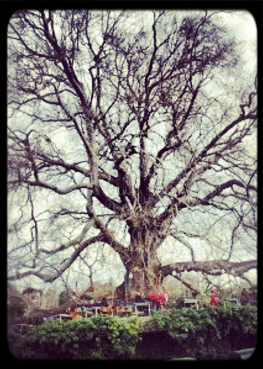 transfer print, bare tree, tree, branch, auto post production filter, building exterior, built structure, architecture, sky, nature, growth, day, tree trunk, outdoors, no people, city, house, tranquility, beauty in nature, residential structure