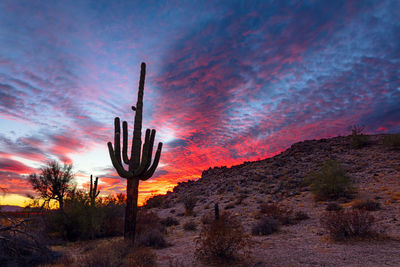 Saguaro cactus silhouette at sunset in sonoran desert national monument, arizona, usa.