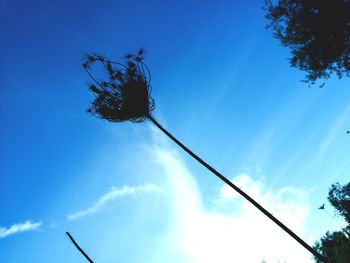 Low angle view of bare tree against blue sky