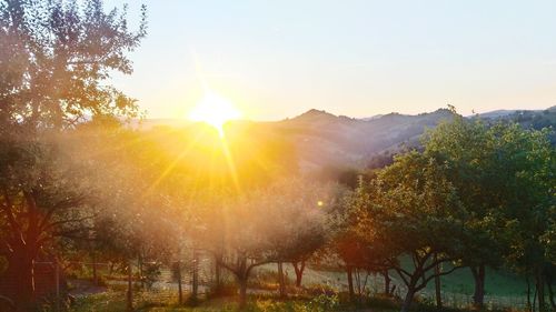 Sun shining over grassy field