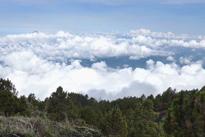 Scenic view of forest against sky