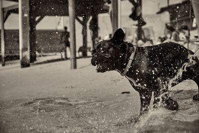 Dog in snow