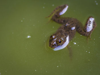 Close-up of turtle swimming in water