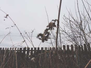 Close-up of plants on field against sky