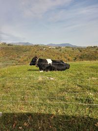 Cow grazing on field against sky