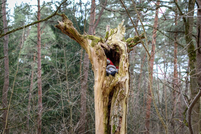 Bird on tree trunk against sky