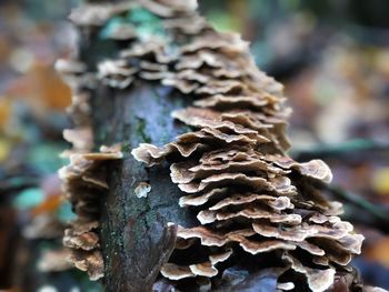 Close-up of mushroom growing outdoors