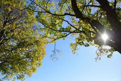 Low angle view of trees against sky