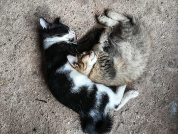 High angle view of cat resting