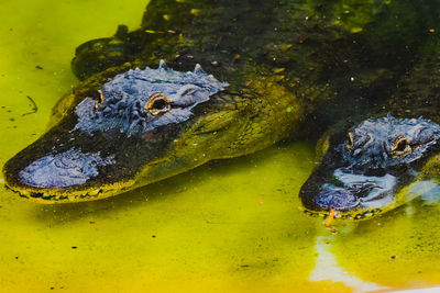 High angle view of crocodile in lake