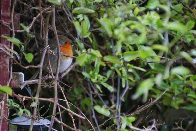 Bird perching on tree
