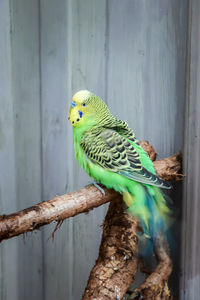 Close-up of parrot perching on wood