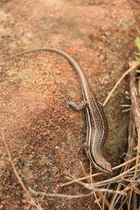 Close-up of lizard