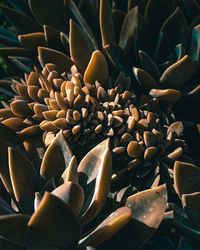 Full frame shot of plants