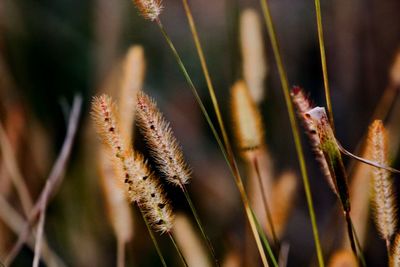 Close-up of plant