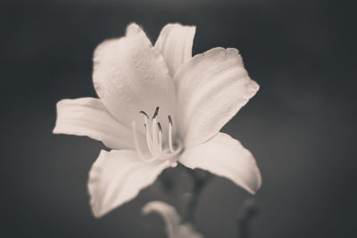 Close-up of flower against black background