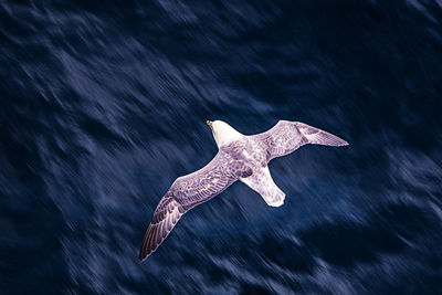 View of a bird flying over sea