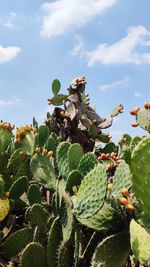 Close-up of succulent plant against sky