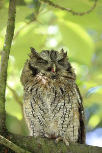 Close-up of an animal against blurred background