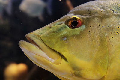 Close-up of fish swimming in sea