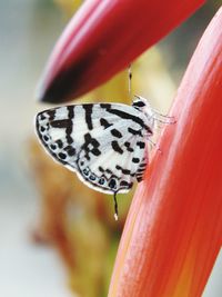 Close-up of ladybug on red leaf