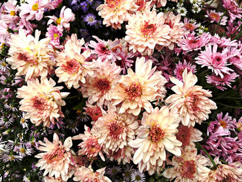 High angle view of pink flowering plants