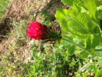 Close-up of red flower