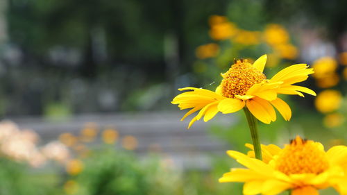 Close-up of yellow flowering plant