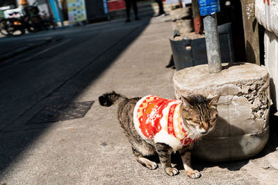 Cat on the street