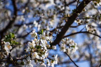 Low angle view of cherry blossom tree