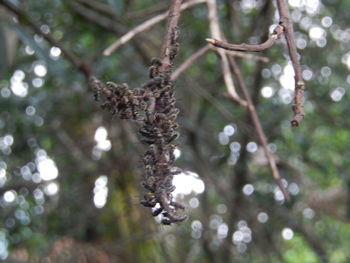 Low angle view of lizard on tree