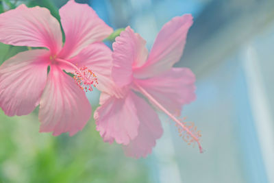 Close-up of pink hibiscus