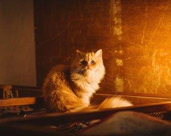 Portrait of cat sitting on floor